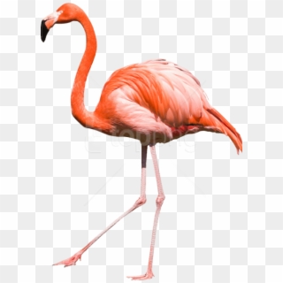Free Png Download Flamingo Png Images Background Png - Png Фламинго Clipart