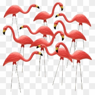 Flamingo Download Transparent Png Image - Yard Flamingos Clipart