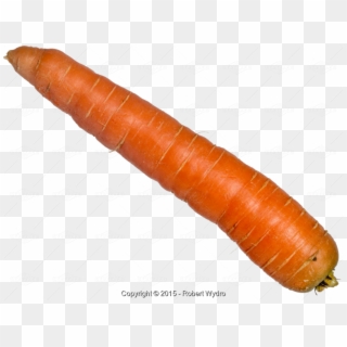 Single Carrot Isolated - Baby Carrot Clipart