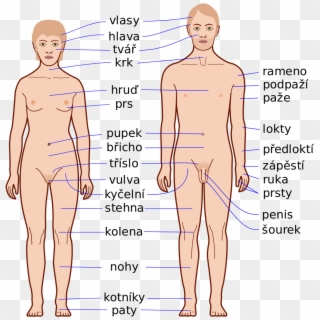 Human Body Features-cs - Human Body Parts Clipart