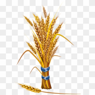Сноп Пшеницы Png Clipart