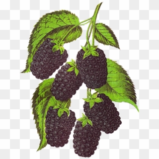 Blackberry Fruit Transparent Background Png - Vintage Fruit Botanical Illustrations Clipart