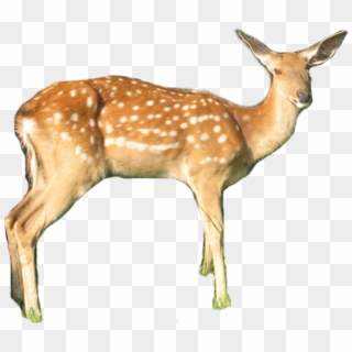 White-tailed Deer Clipart