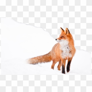 Fuchs Clipart