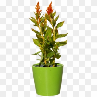 Green Plant With Red - Houseplant Clipart