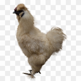 Chicken Clipart