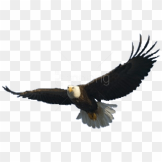 Free Png Download Eagle Png Images Background Png Images - Flying Eagle Png Clipart
