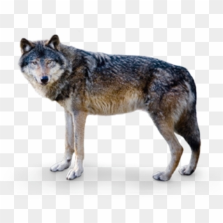 However, Several Centuries Ago Wolves Were Revered - Europäischer Wolf Clipart