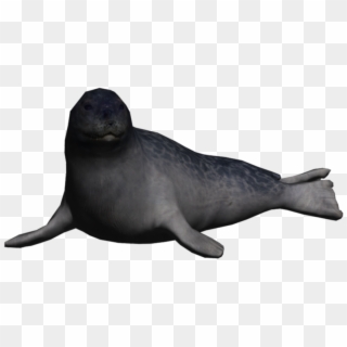 Portrait Seal Ringed Seal - California Sea Lion Clipart