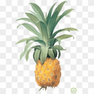 Free Png Pineapple Png Images Transparent - Pineapple Plant Png Clipart