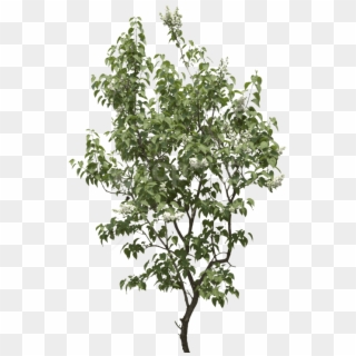 Free Png Tree Png Images Transparent - Transparent Background Tree Png Clipart