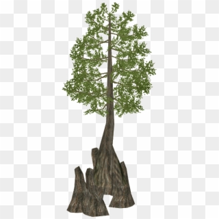 601 X 601 10 - Swamp Cypress Tree Png Clipart