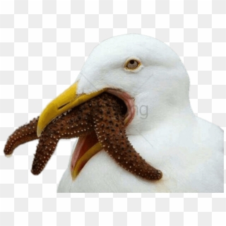 Free Png Cursed Bird Png Image With Transparent Background - Cursed Bird Clipart