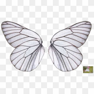 1024 X 583 8 - Butterfly Wings Transparent Background Clipart