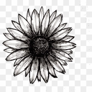Free Png Sunflower Png Tumblr Png Image With Transparent - African Daisy Clipart