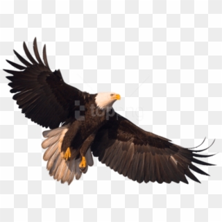 Free Png Eagle Png Images Transparent Clipart