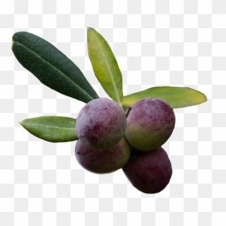 Olive Png - Olive Clipart