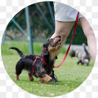 Leash Walking & Come Clipart