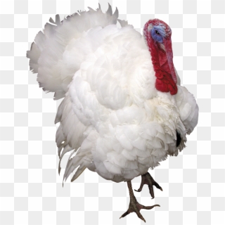Turkey Bird Png Image With Transparent Background Clipart