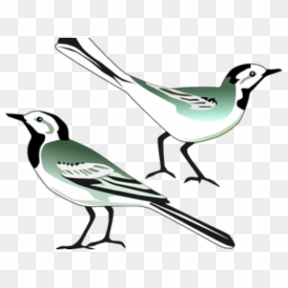 Wagtail Clipart - Png Download