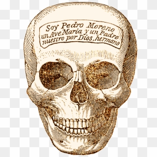 Skeleton Head, Human, Head, Graphics, Bone, Hq Photo Clipart