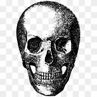 Bone, Game Asset Call, Skeleton, Skull Clipart