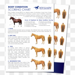 The Art Of Body Condition Scoring - Body Condition Score Pferd Clipart