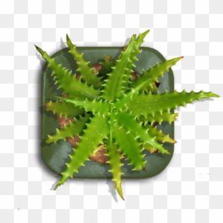 Tall Indoor Plant Png Download - Top View Of Indoor Plants Png Clipart
