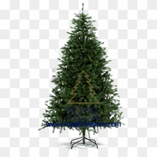 Free Png Pine Tree For Christmas Png Image With Transparent - Real Christmas Tree Plain Clipart