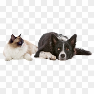 Dog And Cat Png - Introduction To Animal Nutrition Clipart