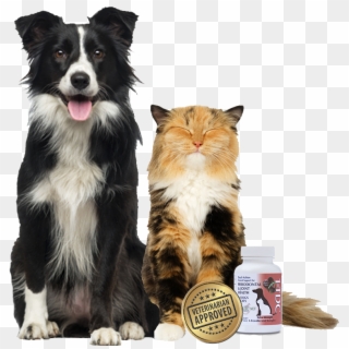 1tdc™ 4 In - Border Collie Clipart