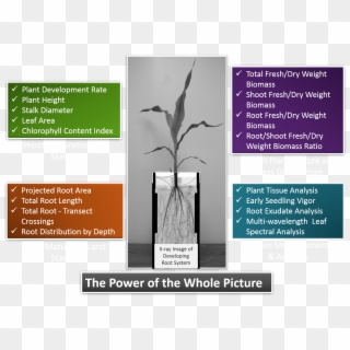 Phenotype Screening Corporation Homepage Png Corn Stalk - Trophy Clipart
