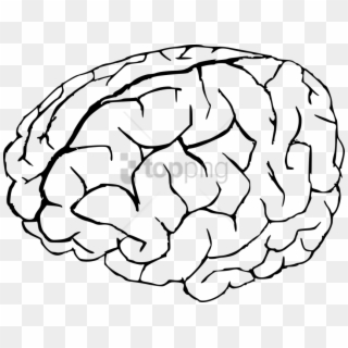 Free Png Brain Drawing Png Image With Transparent Background Clipart