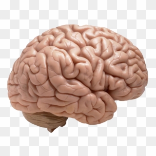 Revised Brain Clipart