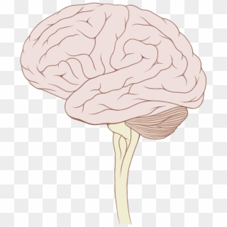 Brain Stem Normal Human Clipart
