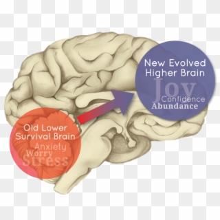 Brain Logo No Back - Higher Brain Clipart