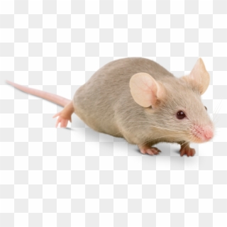 House Mice Facts Clipart