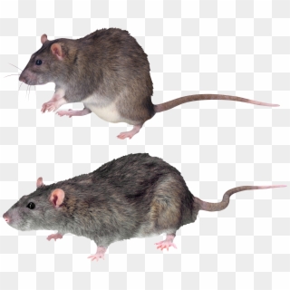 Mouse, Rat Png Image Clipart