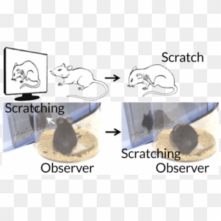 Scratching Mice - Scratching Is Contagious Clipart