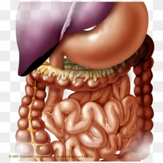 Medical Illustrations Of Abdominal Organs Digestive Clipart