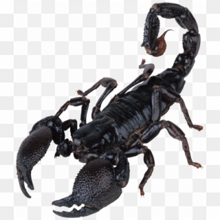 Poisonous Scorpion Png Image Background Clipart
