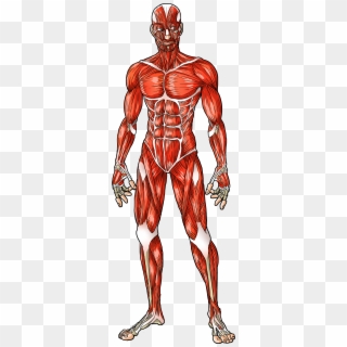 Male Muscular System Clipart