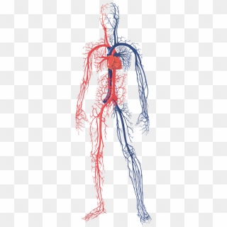 Male Circulatory System - Human Circulatory System Png Clipart
