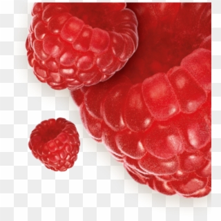 Raspberry Clipart
