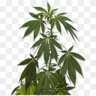 How To Order - Cannabis Plant Png Clipart