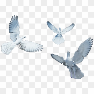 Doves Flying Search Result Cliparts For Doves Flying - European Herring Gull - Png Download