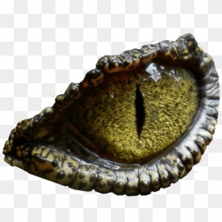 Dinosaur Eye No Background Png Image Clipart
