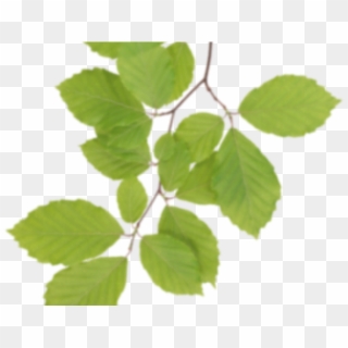 Leaf Clipart Birch Tree - Clipart Real Leaves - Png Download