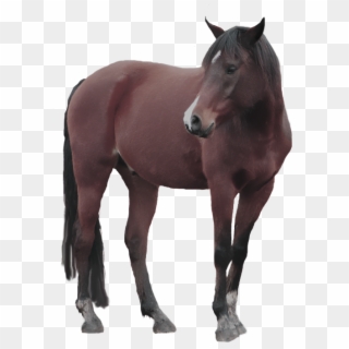 Horse Images With Transparent Background Clipart
