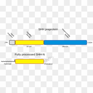 File - Shh Processing - Svg - N Terminale Protéine Clipart